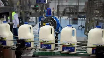 奶粉股 德運(yùn)母公司邁高關(guān)閉工廠,股價(jià)暴跌10 ,數(shù)百人將失業(yè)